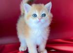 Valensya - Scottish Straight Cat For Sale - Brooklyn&comma; NY&comma; US