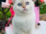 Merinda - British Shorthair Cat For Sale - Brooklyn&comma; NY&comma; US
