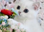 Luna - British Shorthair Cat For Sale - Brooklyn&comma; NY&comma; US