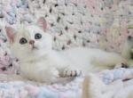 Lana - British Shorthair Cat For Sale - Brooklyn&comma; NY&comma; US