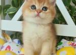 Harry - British Shorthair Cat For Sale - Brooklyn&comma; NY&comma; US