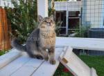 Simi Valley CA mountain lion black ticked Andrew - British Shorthair Cat For Sale - CA&comma; US