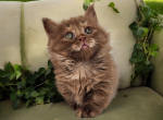 Cinna - Munchkin Cat For Sale - Neosho&comma; MO&comma; US