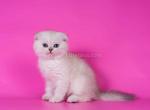 Cameo white angel scottish fold with blue eyes - Scottish Fold Cat For Sale - CA&comma; US
