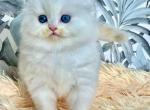 Ymomoto white angel scottish fold with blue eyes - Scottish Fold Cat For Sale - CA&comma; US