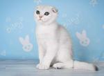 Toblerone silver shaded ns 11 scottish fold boy - Scottish Fold Cat For Sale - CA&comma; US