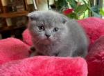 Mimi - Scottish Fold Cat For Sale - Brooklyn&comma; NY&comma; US
