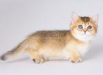 Tirolit munchkin standard golden ticked short leg - Munchkin Cat For Sale - TX&comma; US