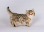 Cheetah cub Turmalin short leg munchkin standard - Munchkin Cat For Sale - TX&comma; US