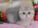 Polina - British Shorthair Cat For Sale - Miami&comma; FL&comma; US