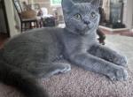 British male on SALE - British Shorthair Cat For Sale - Huntington&comma; NY&comma; US