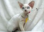 Oscar - Devon Rex Cat For Sale - Pembroke Pines&comma; FL&comma; US