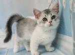 Nastya short legs munchkin standard silver bicolor - Munchkin Cat For Sale - TX&comma; US