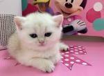 Bri Sam - Brazilian Shorthair Cat For Sale - New York&comma; NY&comma; US