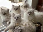 SiberianLife - Siberian Cat For Sale - Tampa&comma; FL&comma; US