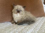 Minkie - Ragdoll Cat For Sale - Los Angeles&comma; CA&comma; US
