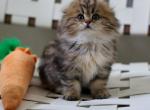 Viking - Scottish Fold Cat For Sale - Levittown&comma; PA&comma; US