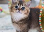 Vivaldi - Scottish Straight Cat For Sale - Levittown&comma; PA&comma; US