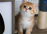 Vincente - Scottish Straight Cat For Sale - Levittown&comma; PA&comma; US