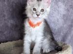 Olga - Maine Coon Cat For Sale - Staten Island&comma; NY&comma; US