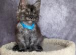 Oleg - Maine Coon Cat For Sale - Staten Island&comma; NY&comma; US