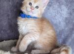Ozzy - Maine Coon Cat For Sale - Staten Island&comma; NY&comma; US