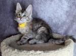 Odette - Maine Coon Cat For Sale - Staten Island&comma; NY&comma; US