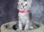 Ophelia - Maine Coon Cat For Sale - Staten Island&comma; NY&comma; US