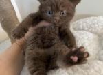 Mocha - British Shorthair Cat For Sale - Jacksonville&comma; FL&comma; US