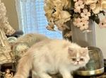 Puzzles    Reduced   Exotic Long Hair - Exotic Cat For Sale - Granbury&comma; TX&comma; US