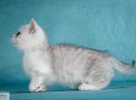 Mario - Munchkin Cat For Sale - Pembroke Pines&comma; FL&comma; US