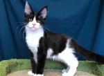 Benedict Polydactyl - Maine Coon Cat For Sale - Miami&comma; FL&comma; US