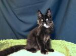 Irvin - Maine Coon Cat For Sale - Miami&comma; FL&comma; US