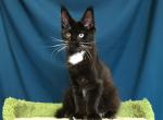 Isida - Maine Coon Cat For Sale - Miami&comma; FL&comma; US