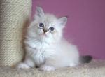 X Saharok - Siberian Cat For Sale - Miami&comma; FL&comma; US