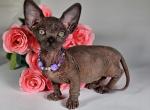 Orchidey - Bambino Cat For Sale - Miami&comma; FL&comma; US