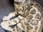 Foxy the light Silver Bengal - Bengal Cat For Sale - Raeford&comma; NC&comma; US