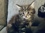 Simba - Maine Coon Cat For Sale - Jacksonville&comma; FL&comma; US