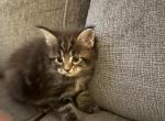 Simbat - Maine Coon Cat For Sale - Jacksonville&comma; FL&comma; US