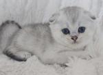 Chanel - Scottish Fold Cat For Sale - Grand Rapids&comma; MI&comma; US