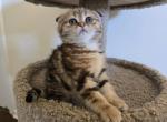 Cleopatra - Scottish Fold Cat For Sale - Holland&comma; PA&comma; US