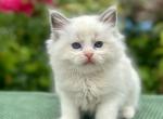 Camelia - Ragdoll Cat For Sale - Miami&comma; FL&comma; US