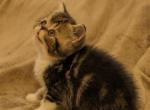 Melvin - Exotic Cat For Sale - Talco&comma; TX&comma; US