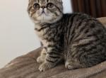 Reba - Exotic Cat For Sale - Talco&comma; TX&comma; US