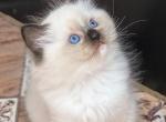Richmond - Ragdoll Cat For Sale - Miami&comma; FL&comma; US