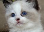 Sajmon - Ragdoll Cat For Sale - Miami&comma; FL&comma; US