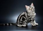 Quincy - British Shorthair Cat For Sale - Hollywood&comma; FL&comma; US