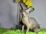 Lucy - Sphynx Cat For Sale - Mundelein&comma; IL&comma; US
