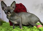 Rufus - Sphynx Cat For Sale - Mundelein&comma; IL&comma; US