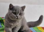 Picolla - British Shorthair Cat For Sale - Hollywood&comma; FL&comma; US